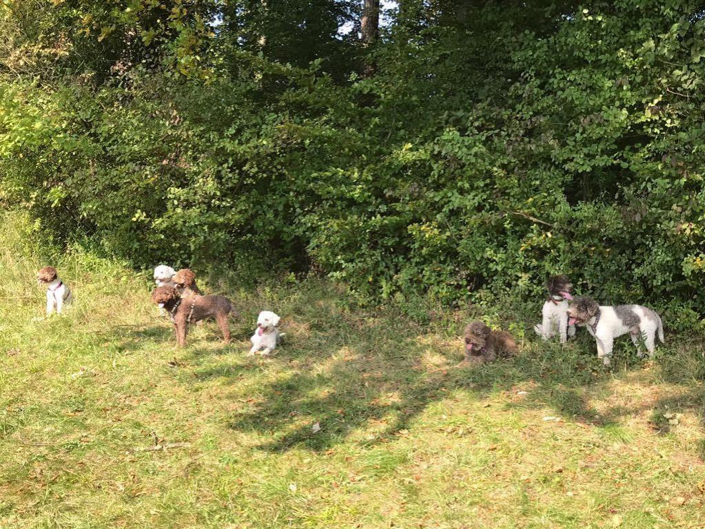 H-Wurf Gruppenbild 6 Junghunde mit Eltern